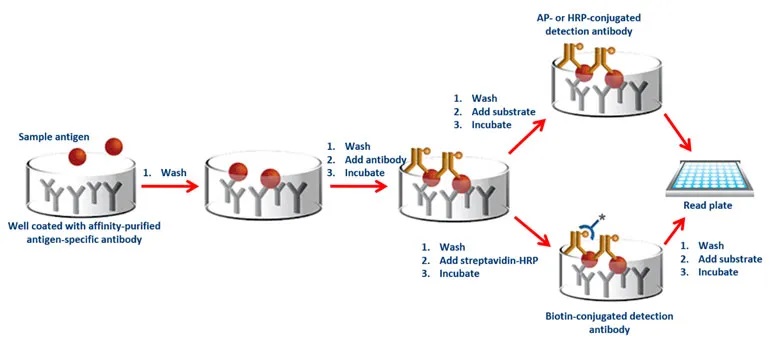 2023-01-TN-What-are-the-differences-between-ELISA-assay-types-fig4.jpg