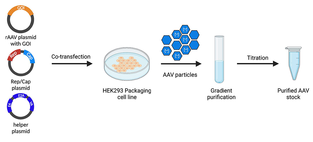 Viral Delivery systems 0522.jpg